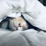 Cat sleeping under a duvet